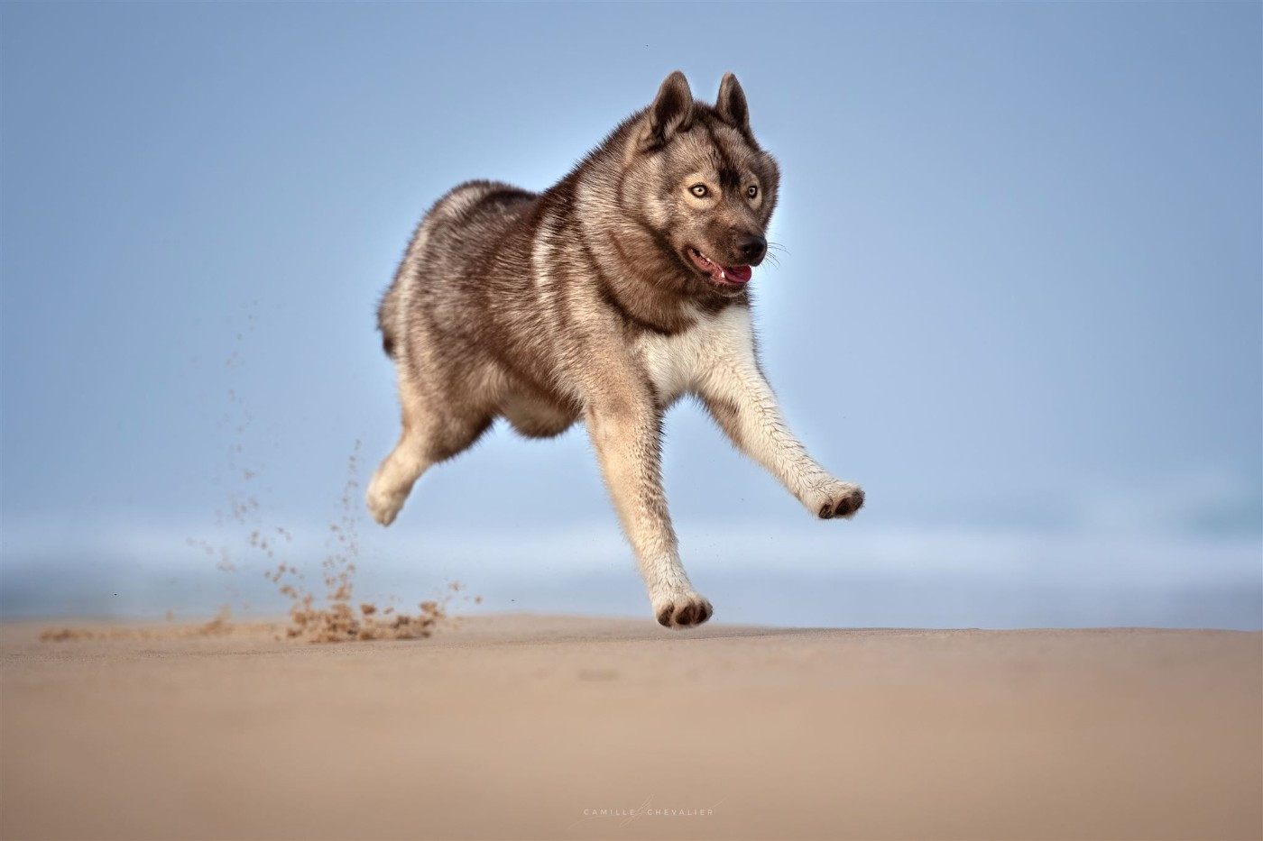 Ti amo Des Flocons Sibériens