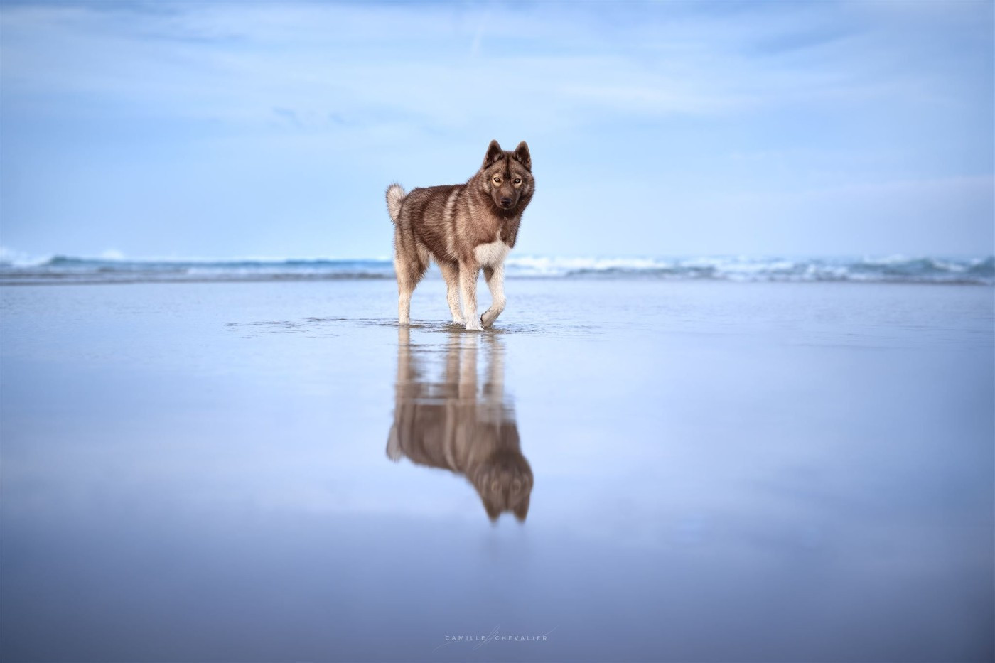 Ti amo Des Flocons Sibériens