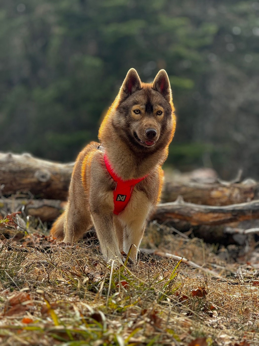 Ti amo Des Flocons Sibériens