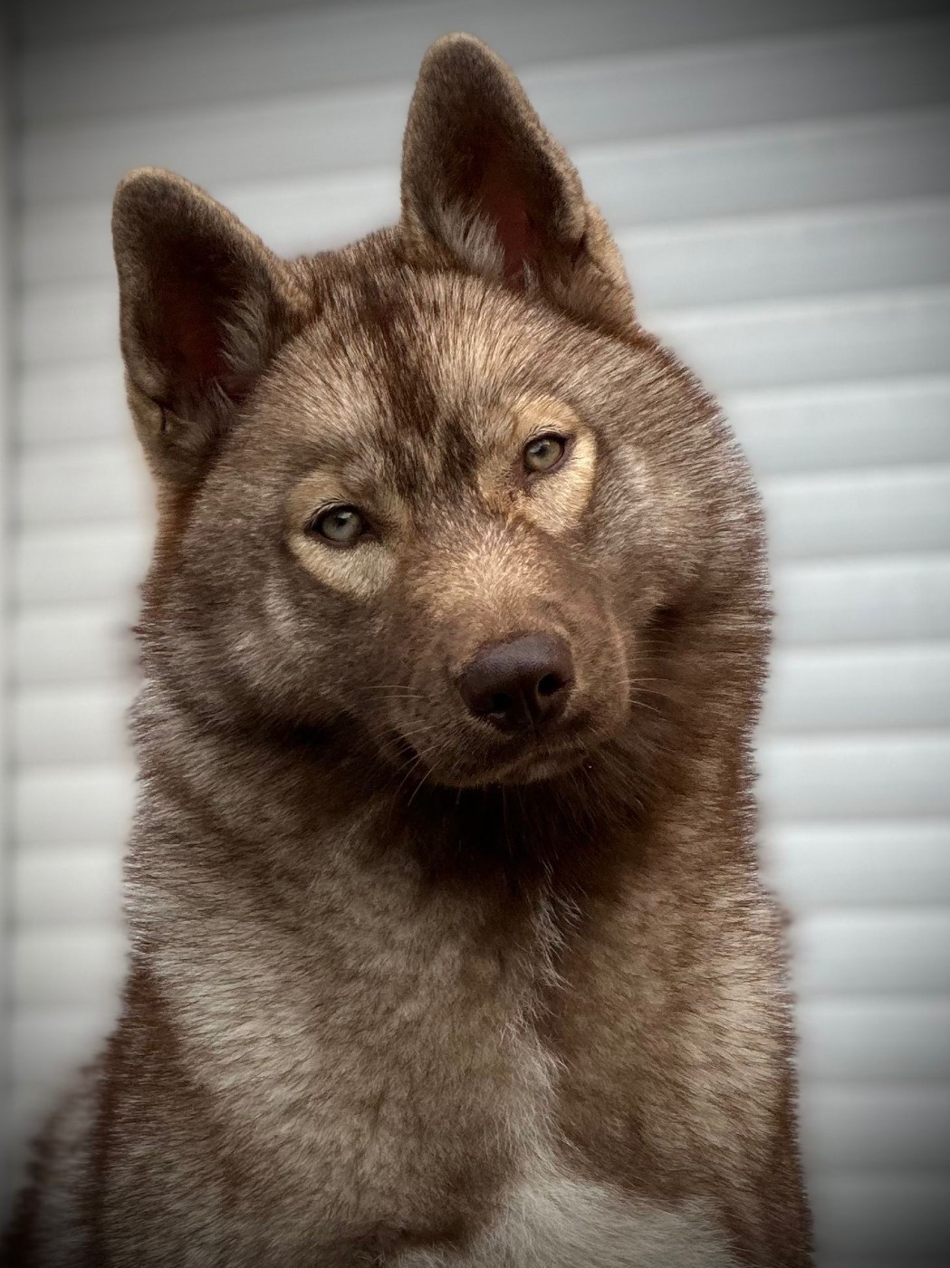 Ti amo Des Flocons Sibériens