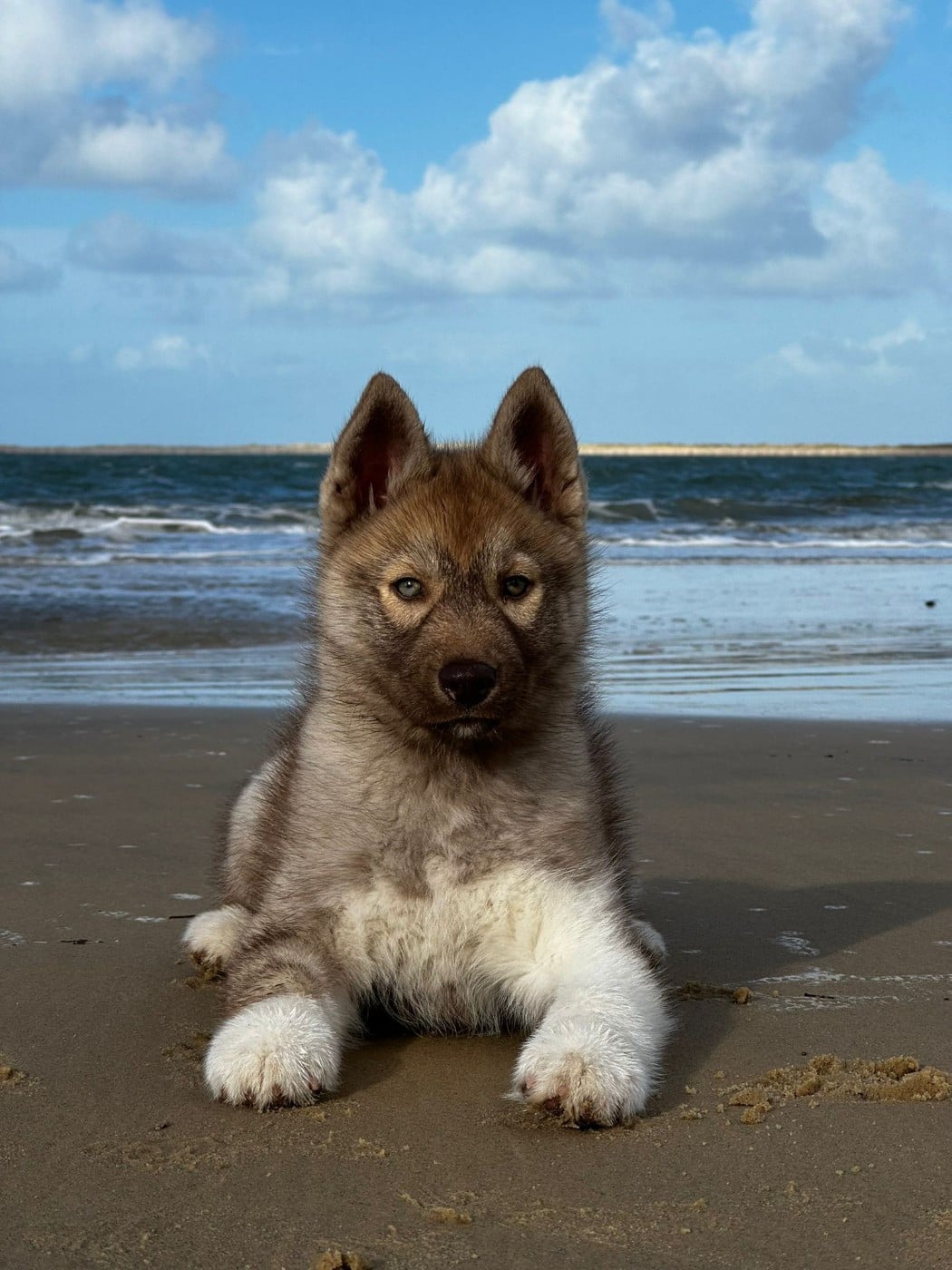 Ti amo Des Flocons Sibériens