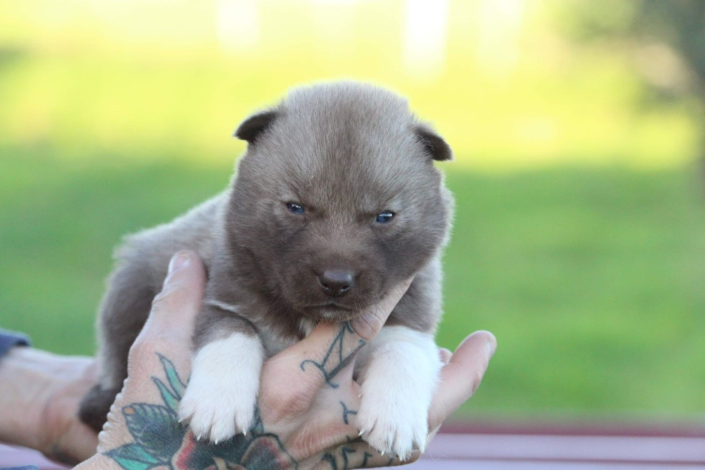 Ti amo Des Flocons Sibériens