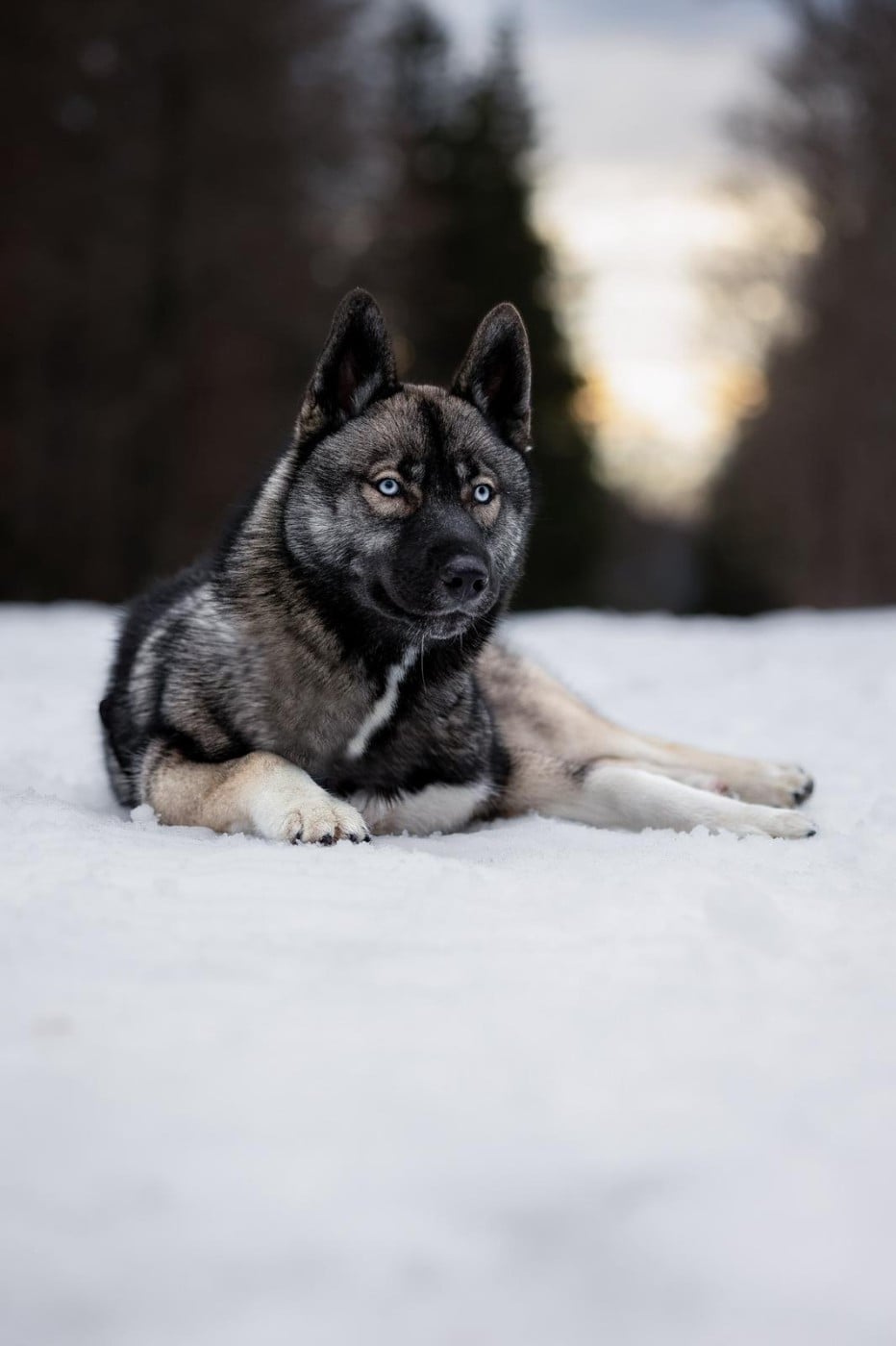 Twilight Des Flocons Sibériens