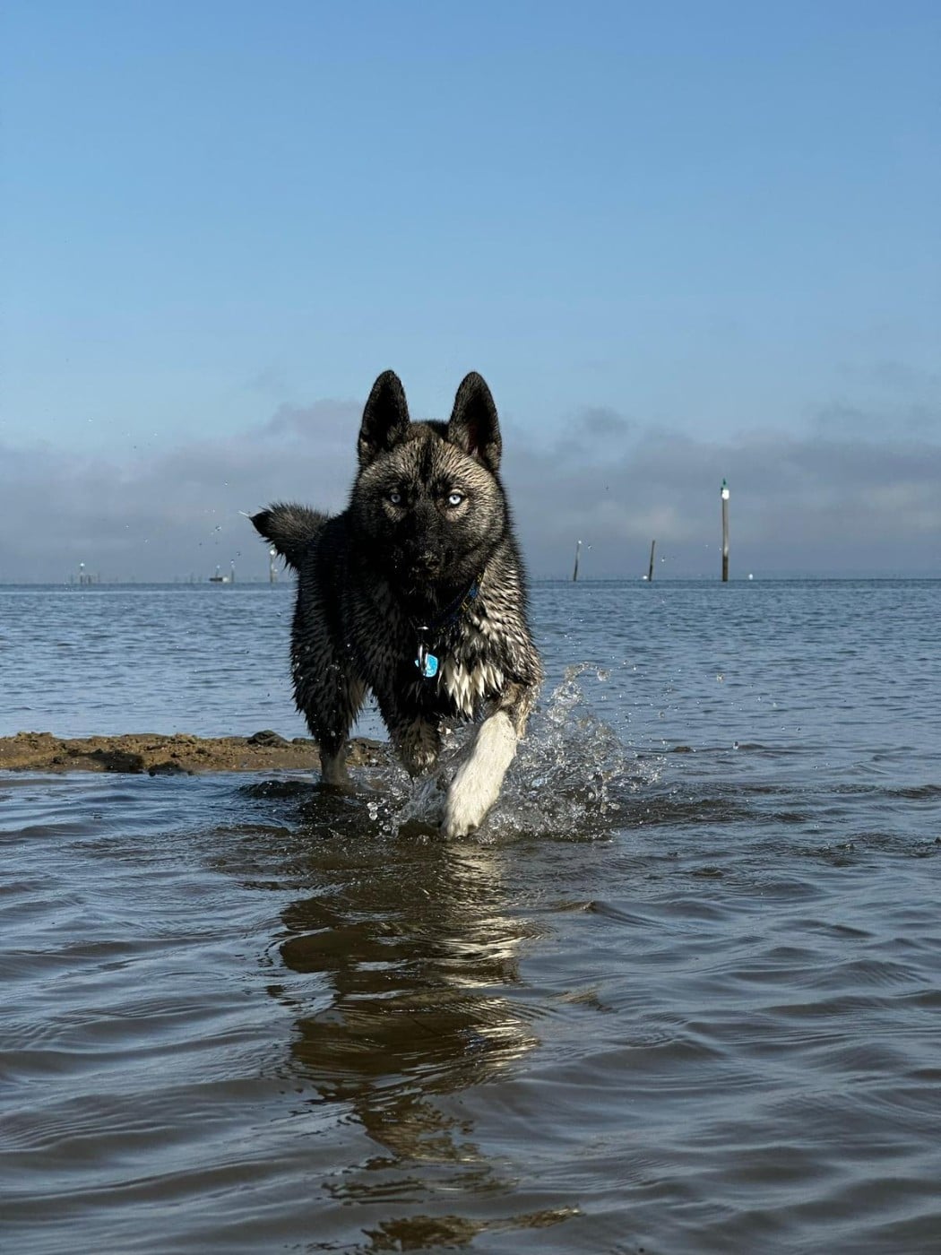 Twilight Des Flocons Sibériens