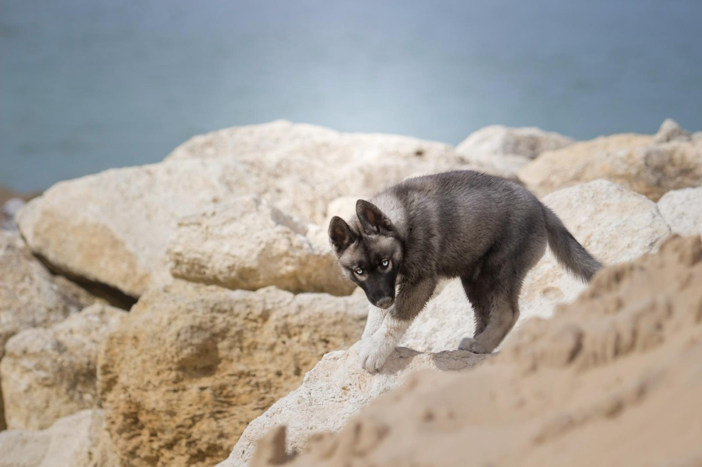 Twilight Des Flocons Sibériens