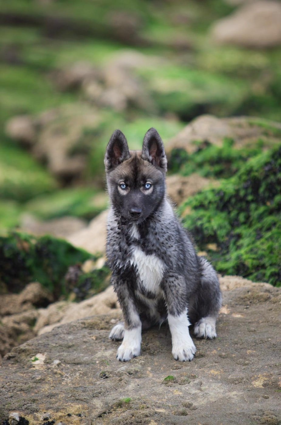 Twilight Des Flocons Sibériens