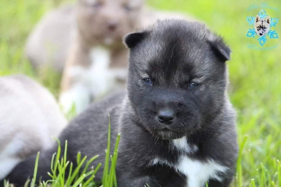Twilight Des Flocons Sibériens
