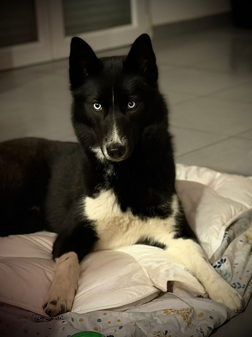 Venom dark de la valse enneigée