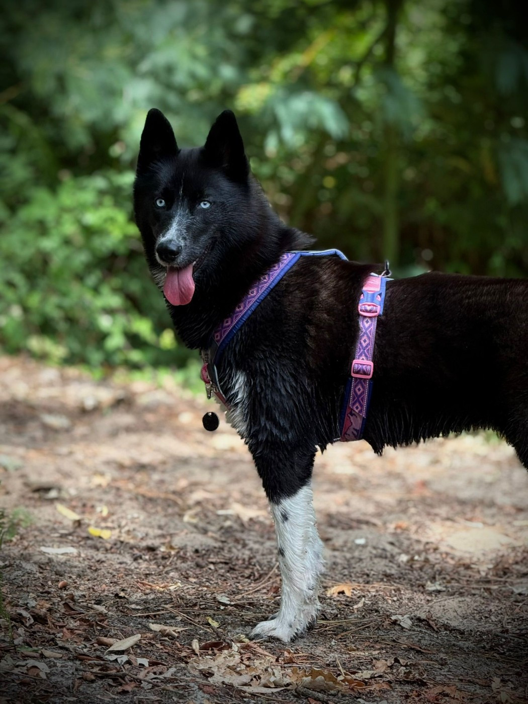 Venom dark de la valse enneigée