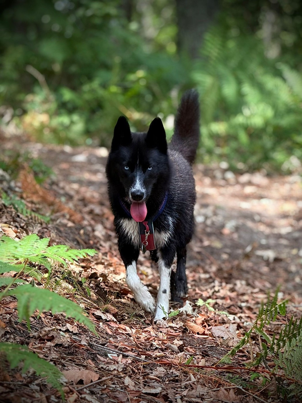 Venom dark de la valse enneigée