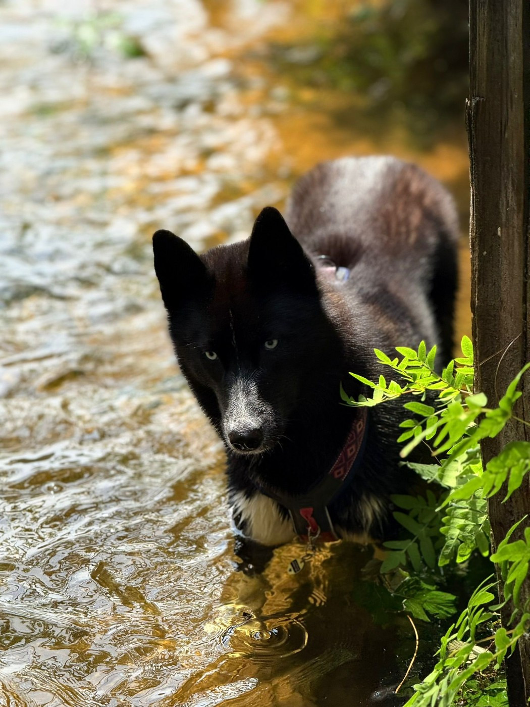 Venom dark de la valse enneigée