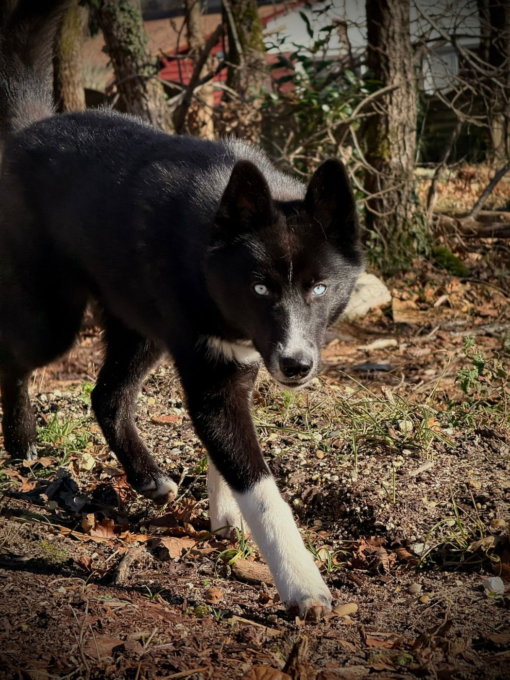 Venom dark de la valse enneigée