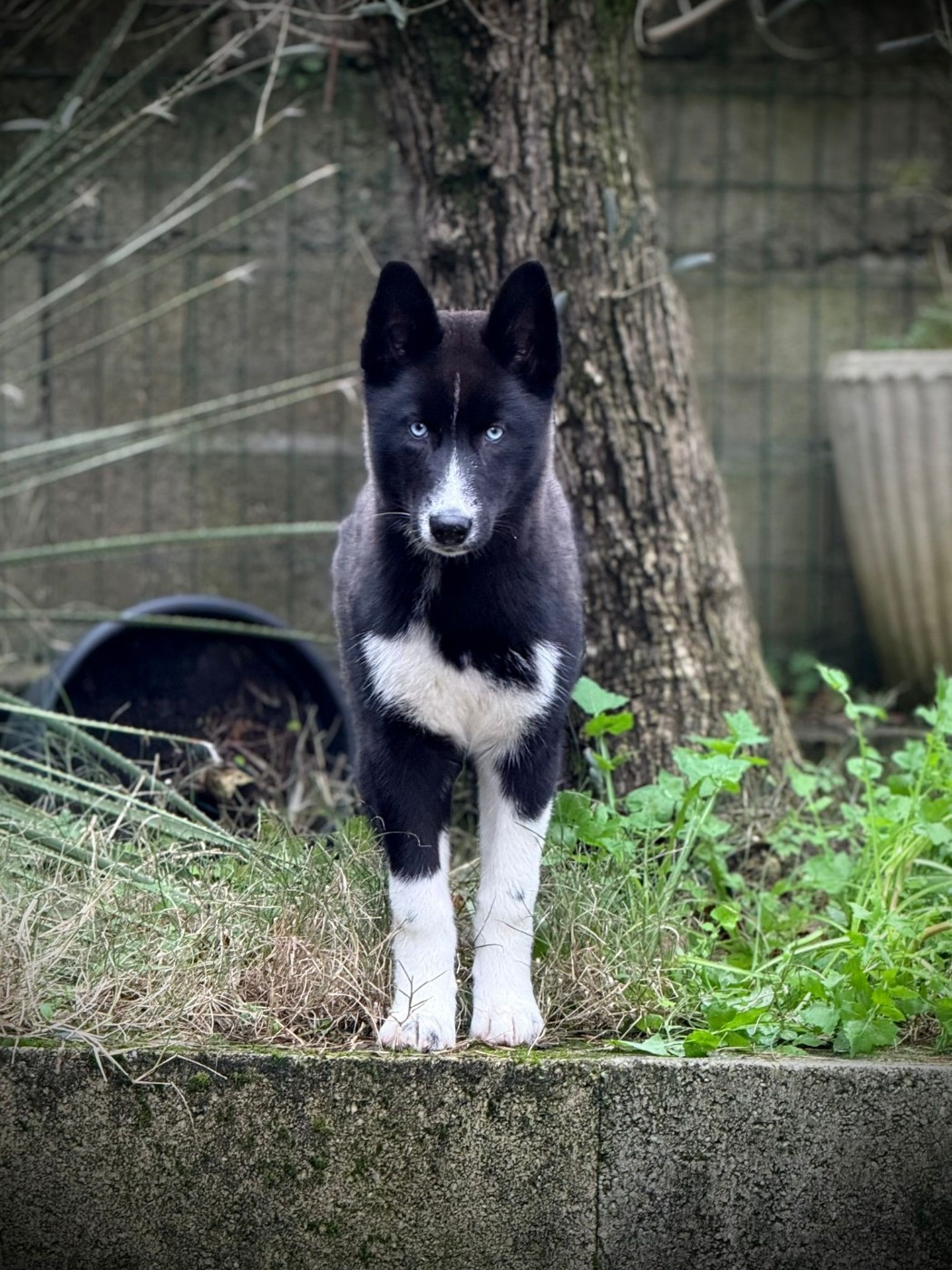 Venom dark de la valse enneigée