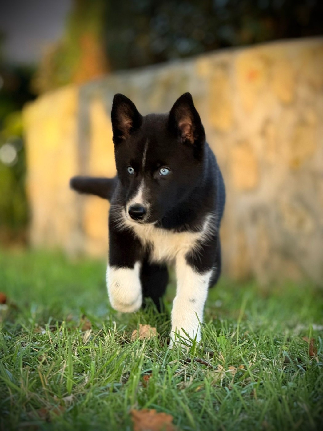 Venom dark de la valse enneigée