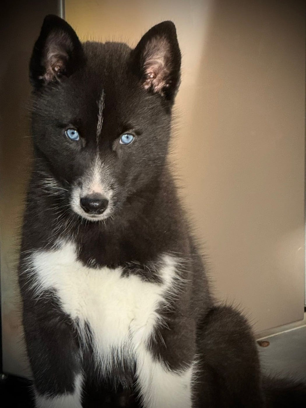 Venom dark de la valse enneigée