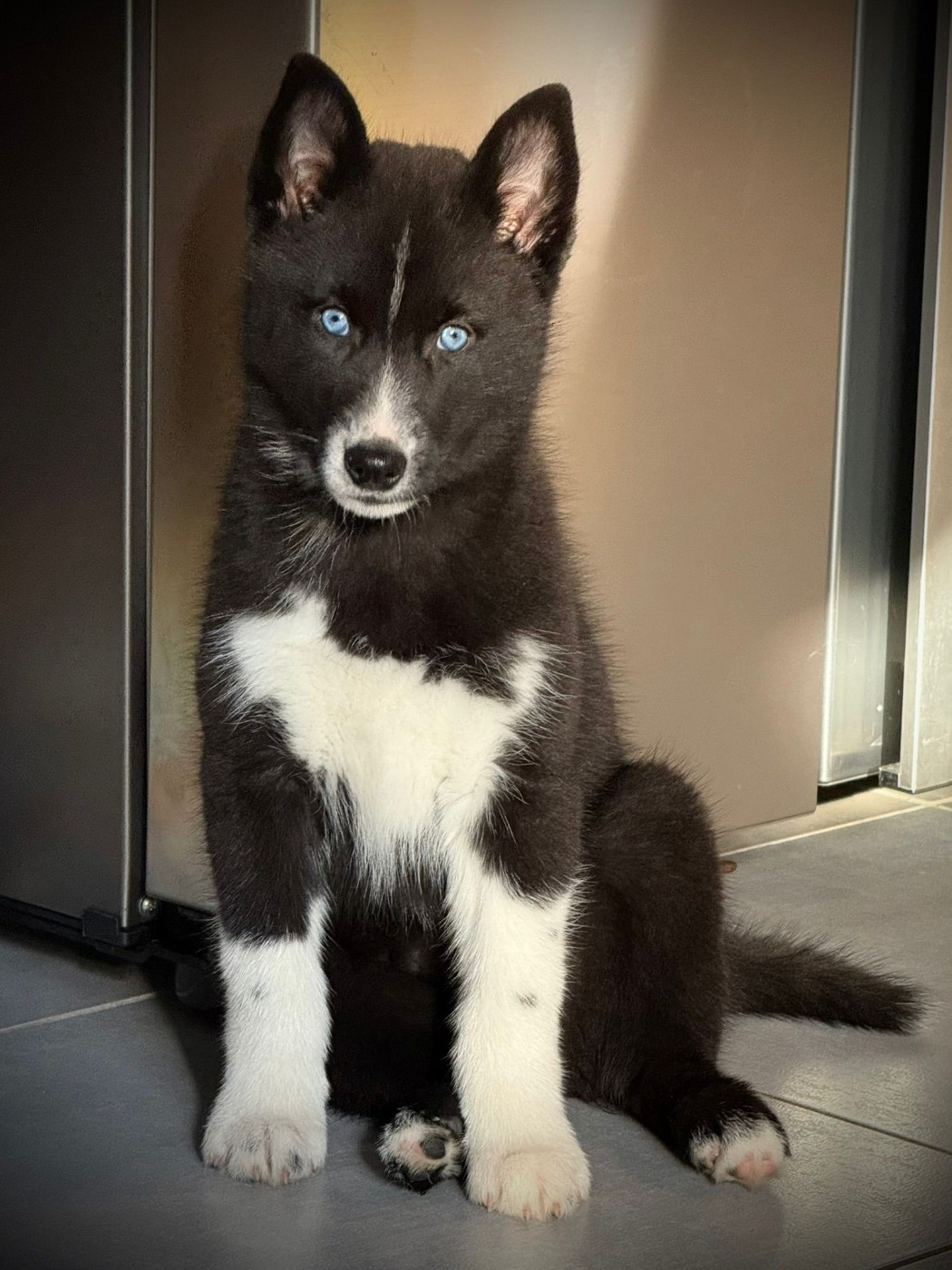 Venom dark de la valse enneigée