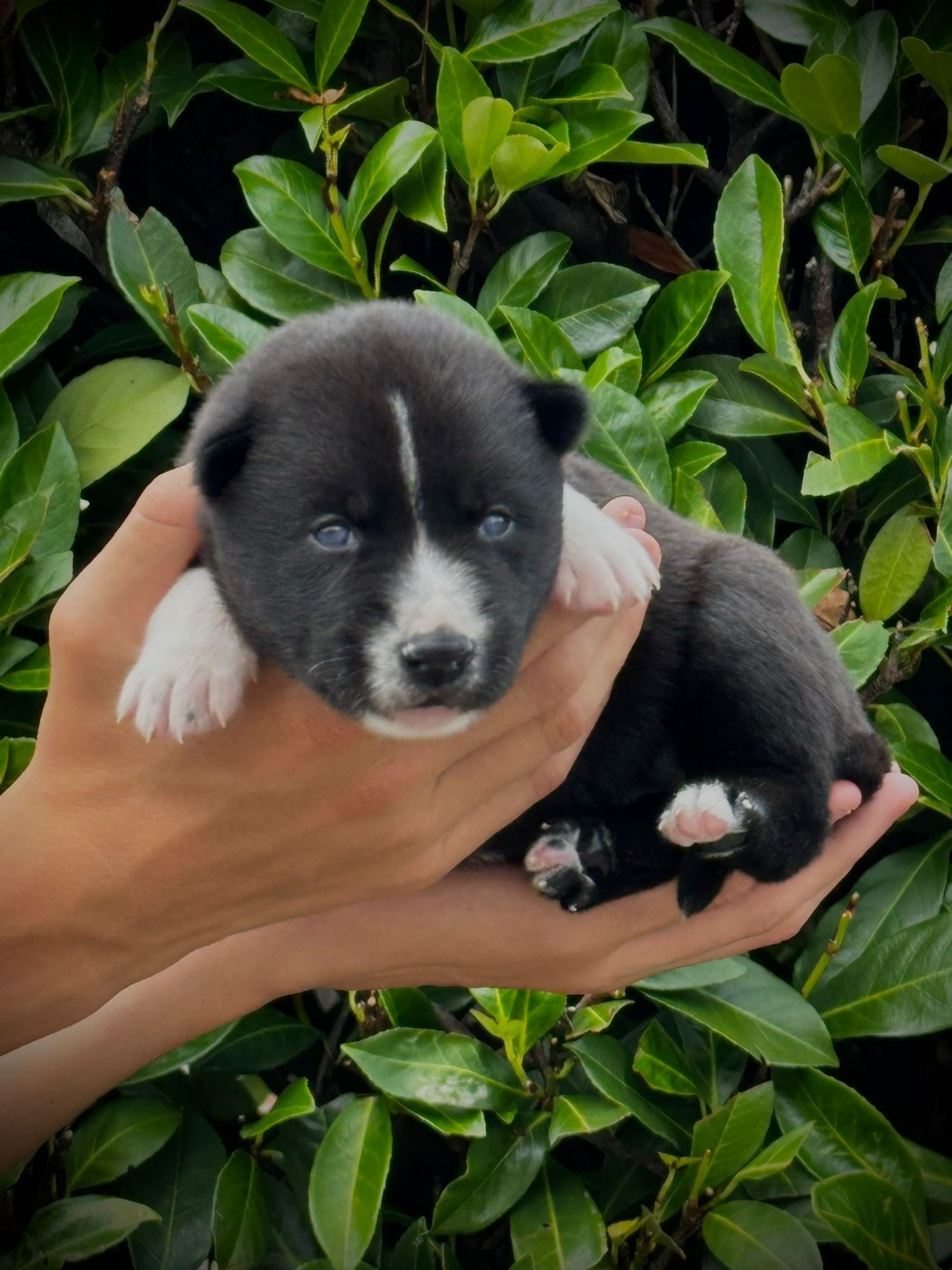 Venom dark de la valse enneigée