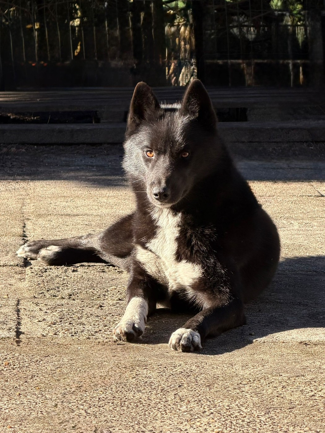 Vijun du royaume de l'or blanc