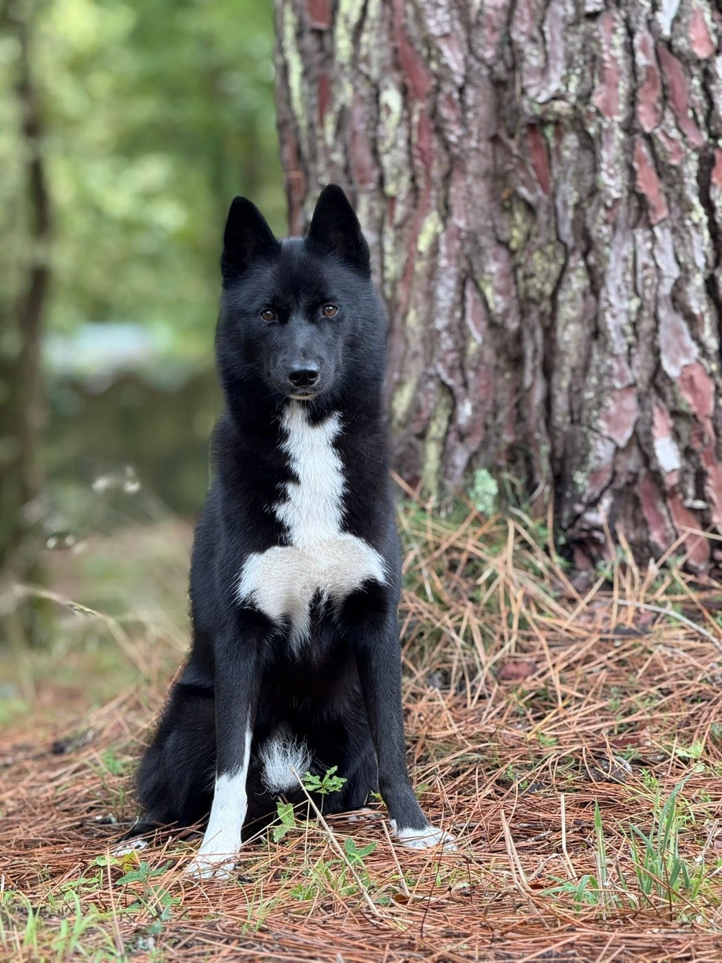 Vijun du royaume de l'or blanc