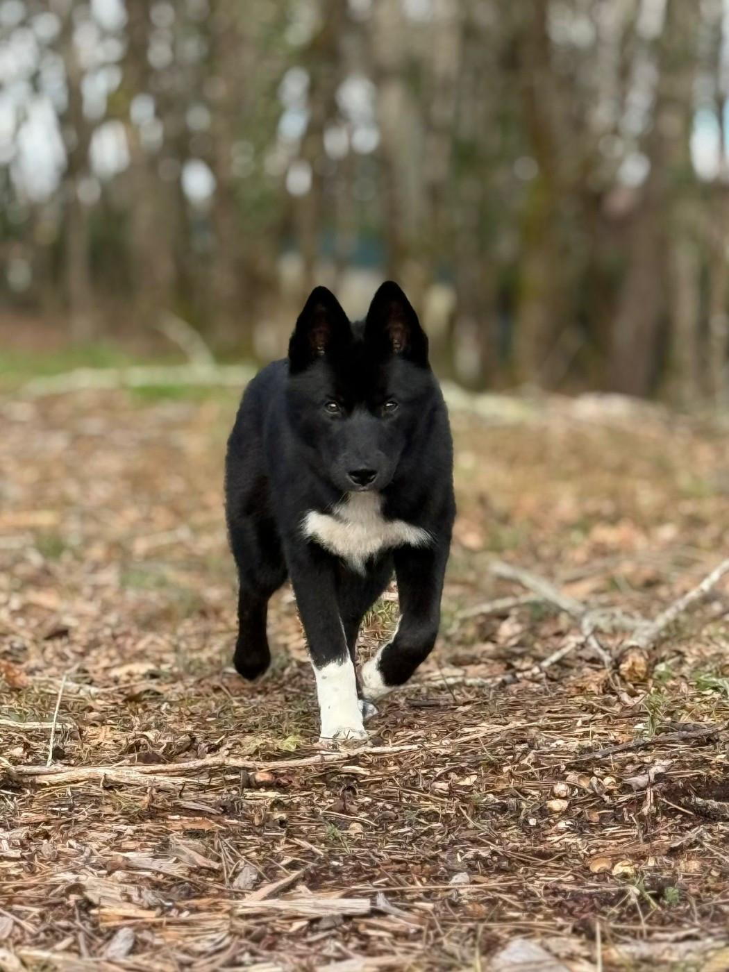 Vijun du royaume de l'or blanc