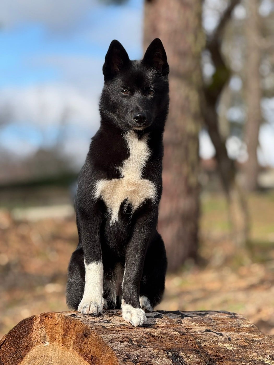 Vijun du royaume de l'or blanc