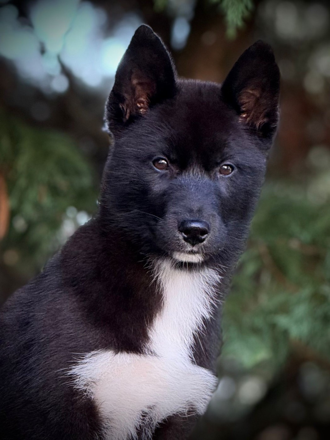 Vijun du royaume de l'or blanc