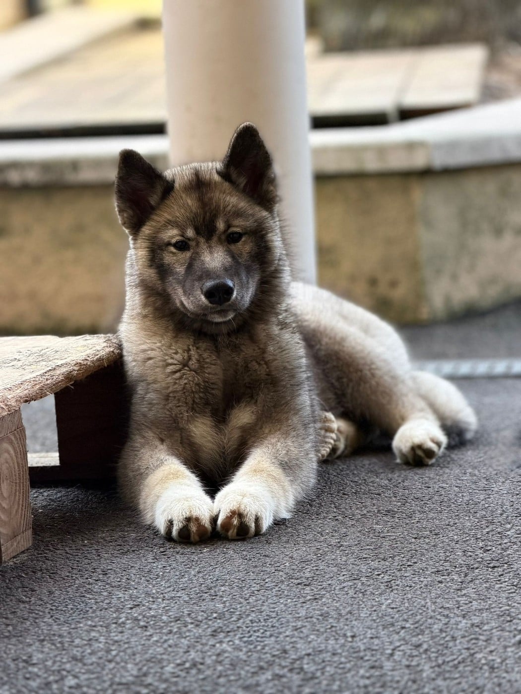 Your angel of light "Kähu" Of The Nordic Empire