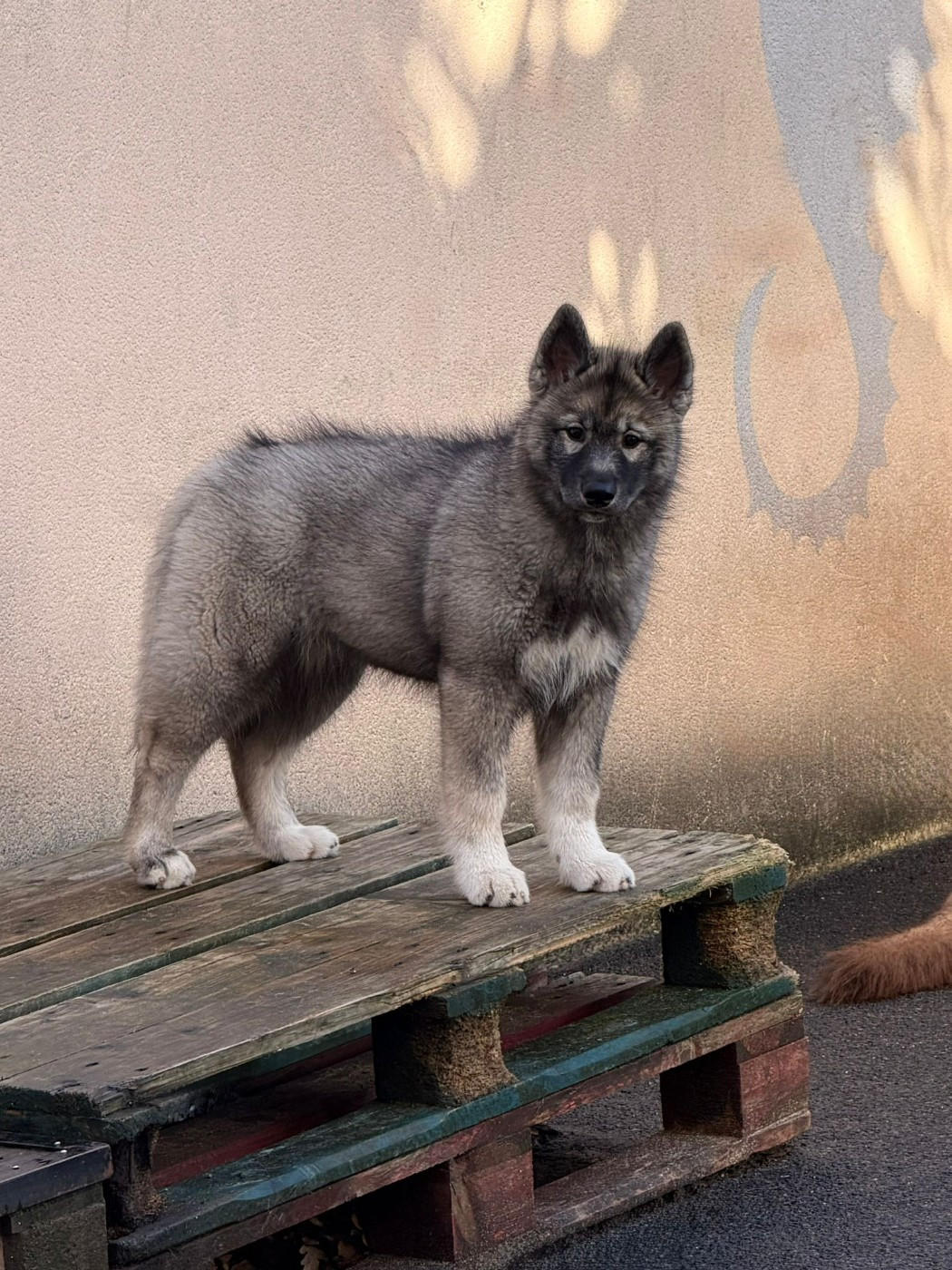 Your angel of light "Kähu" Of The Nordic Empire