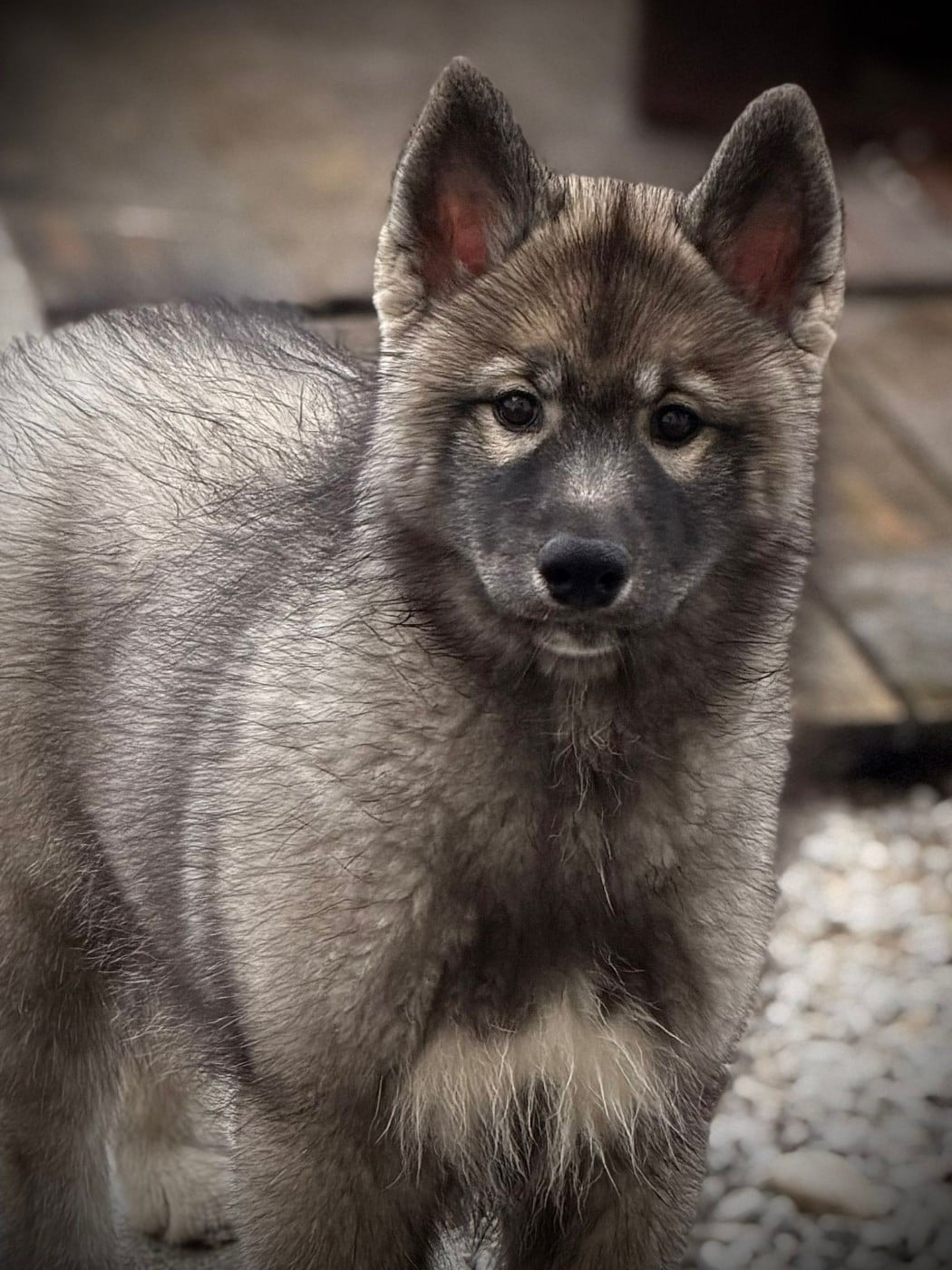 Your angel of light "Kähu" Of The Nordic Empire