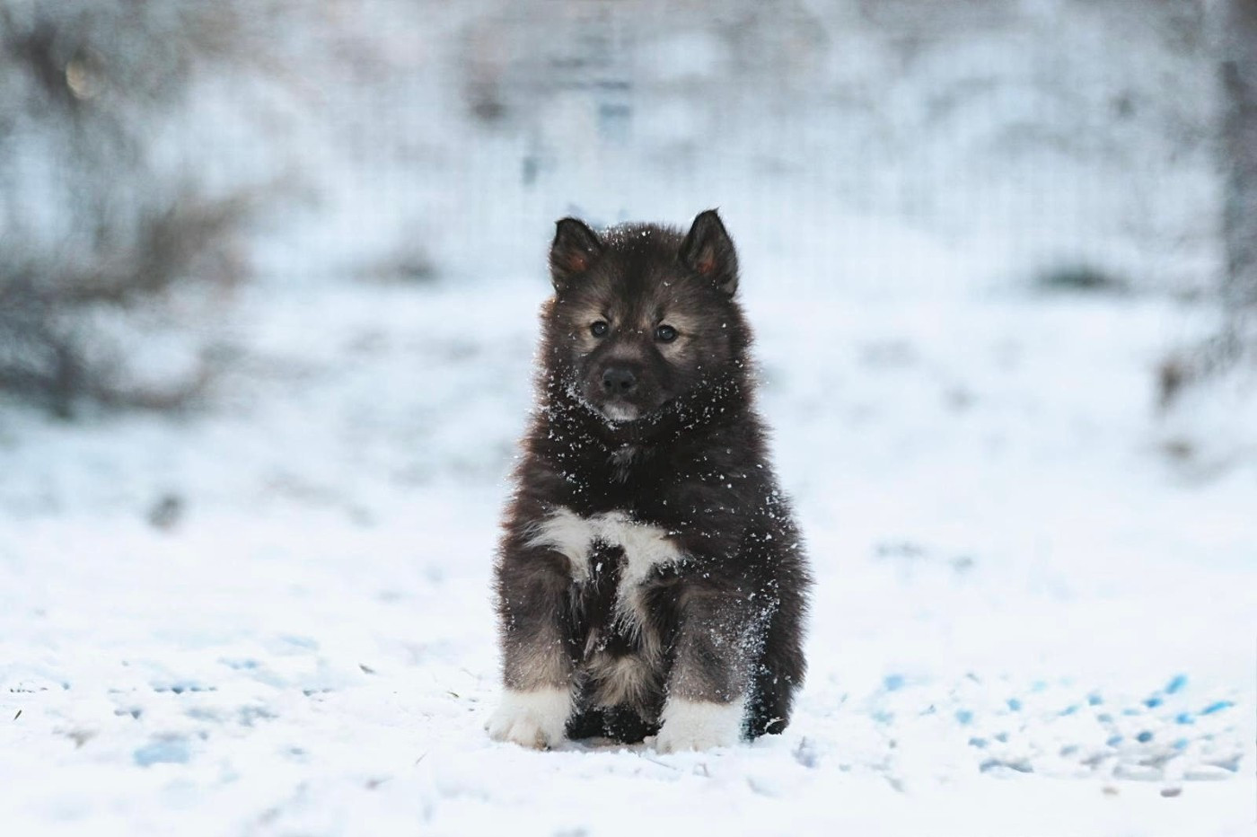 Your angel of light "Kähu" Of The Nordic Empire