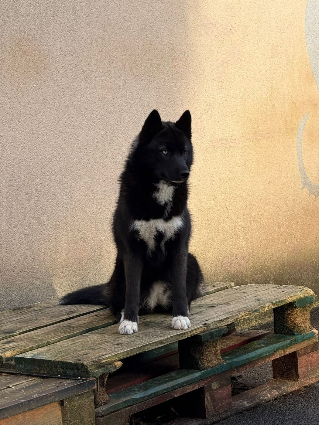 Your gentle Missy star Of The Nordic Empire