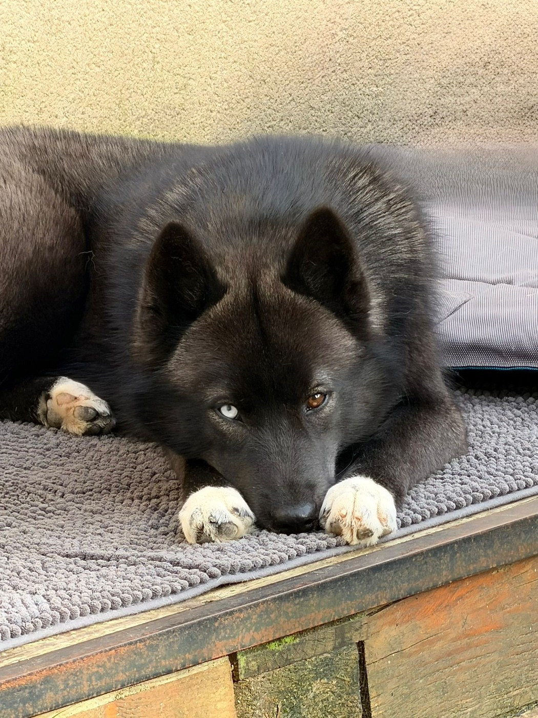 Your gentle Missy star Of The Nordic Empire