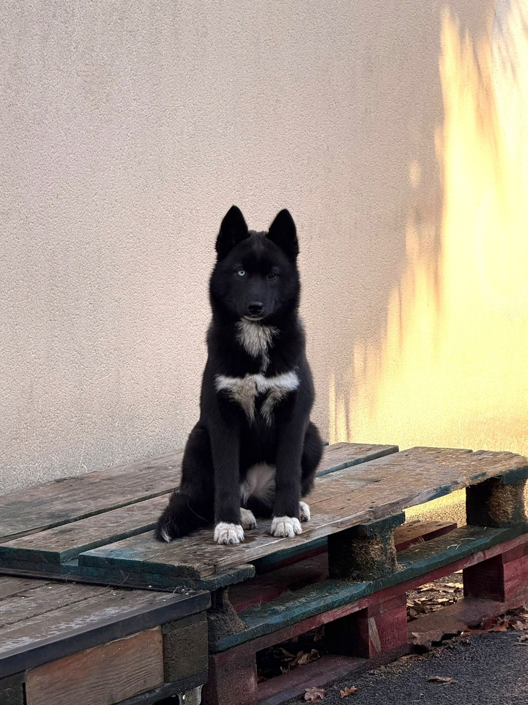 Your gentle Missy star Of The Nordic Empire