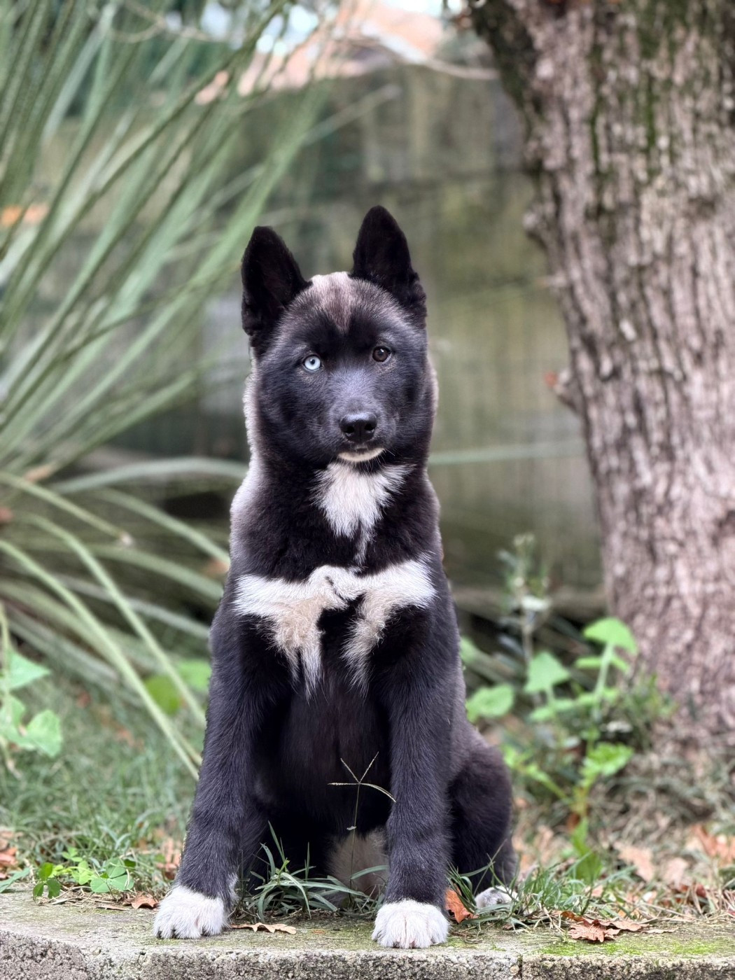 Your gentle Missy star Of The Nordic Empire