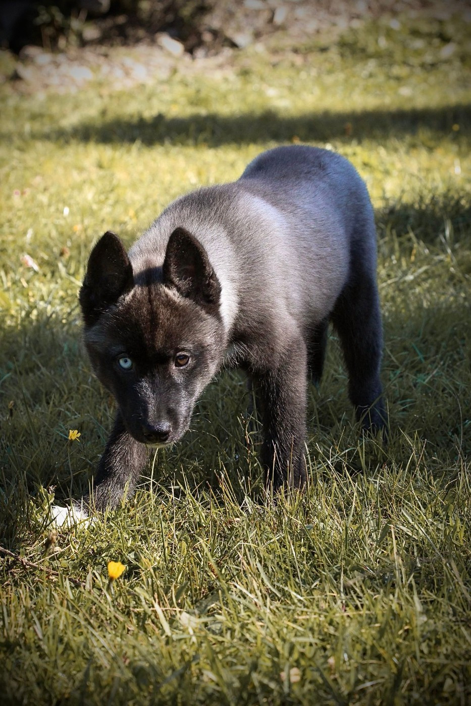 Your gentle Missy star Of The Nordic Empire