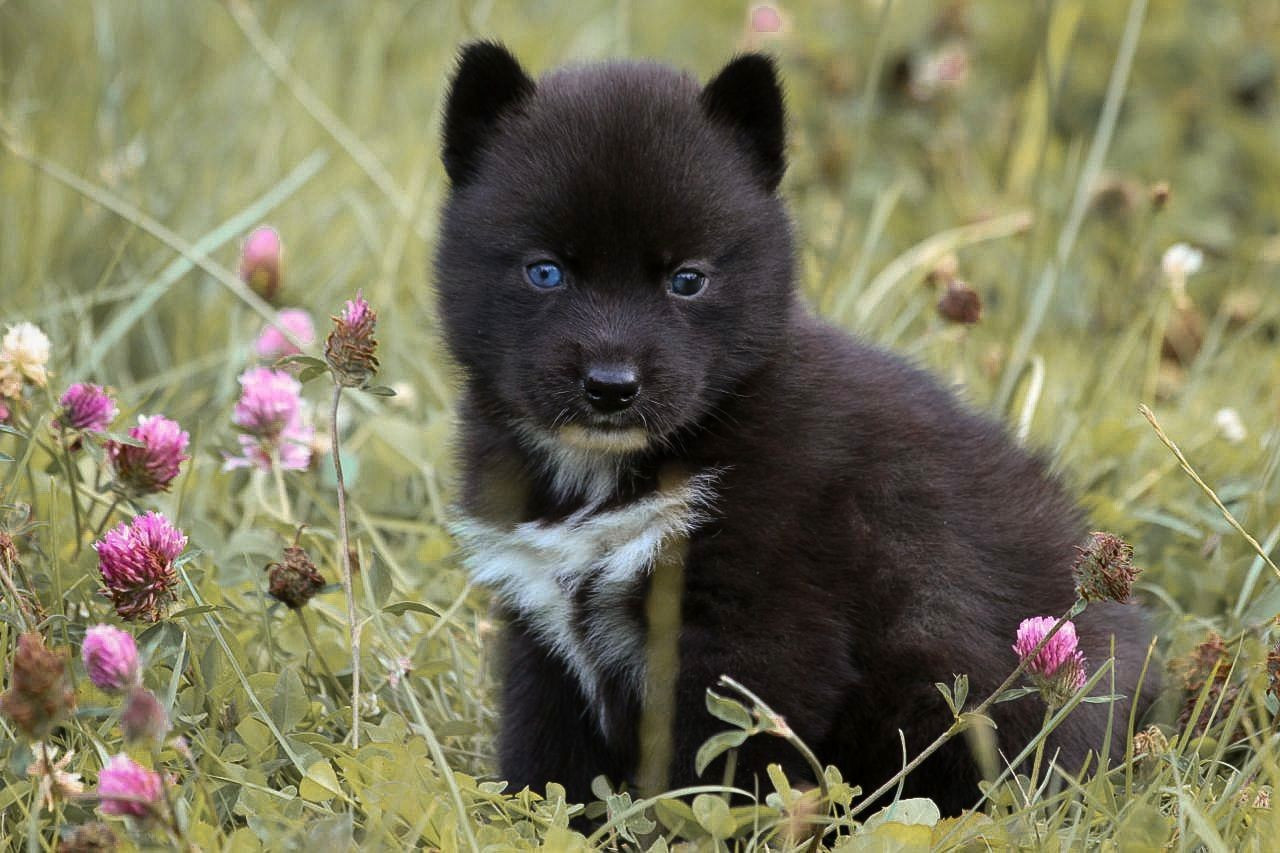 Your gentle Missy star Of The Nordic Empire