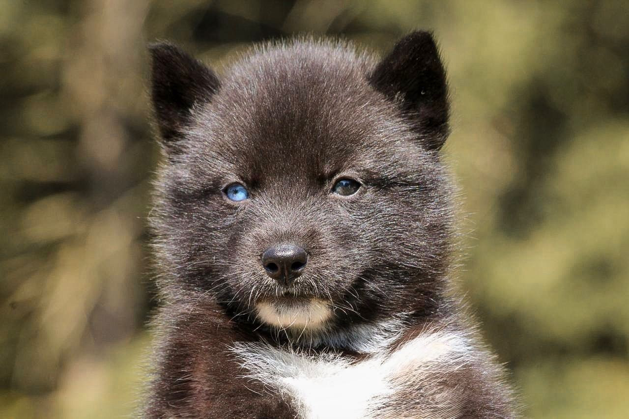 Your gentle Missy star Of The Nordic Empire