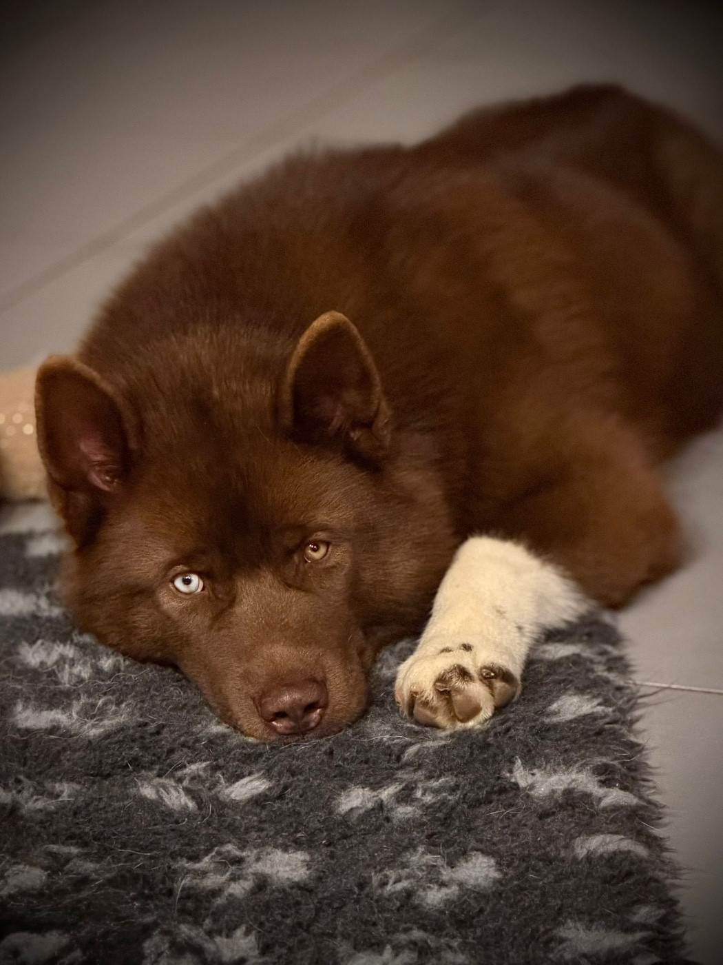 Autumn legend dream de la valse enneigée