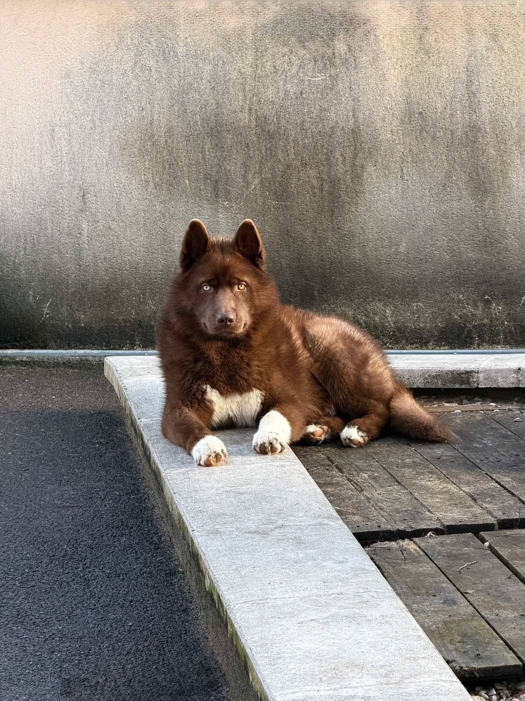 Autumn legend dream de la valse enneigée