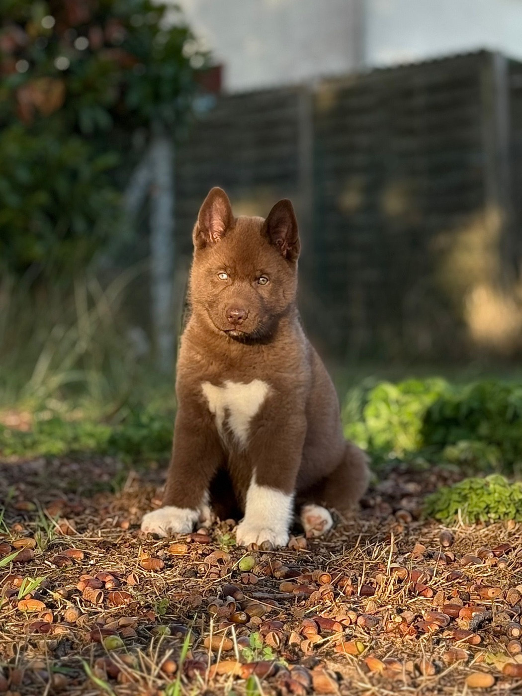 Autumn legend dream de la valse enneigée