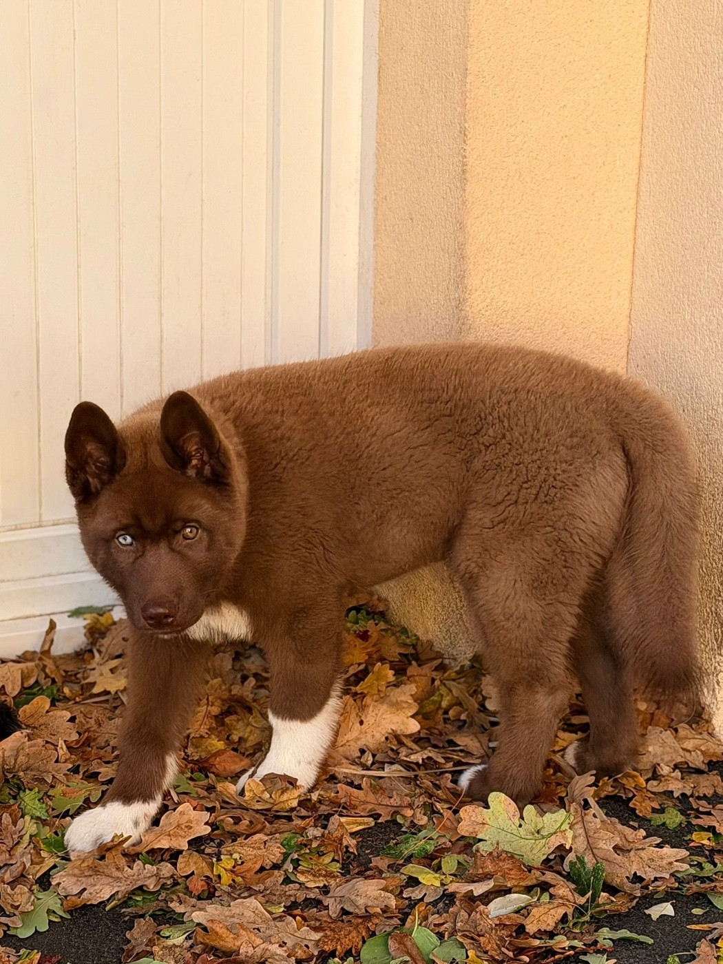 Autumn legend dream de la valse enneigée