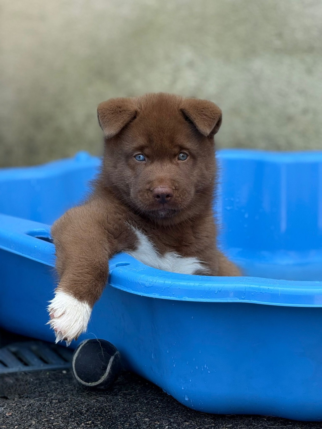 Autumn legend dream de la valse enneigée