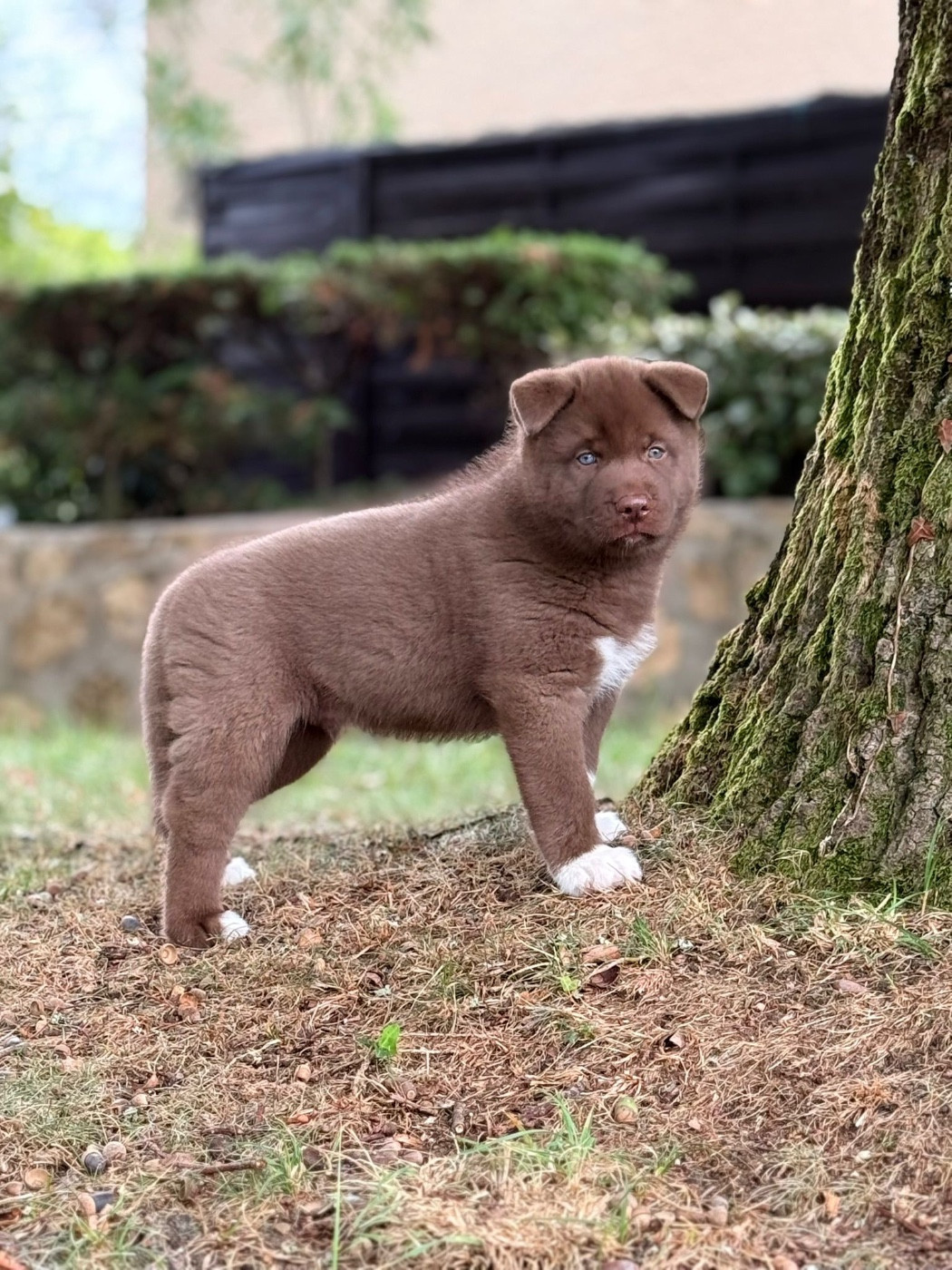 Autumn legend dream de la valse enneigée