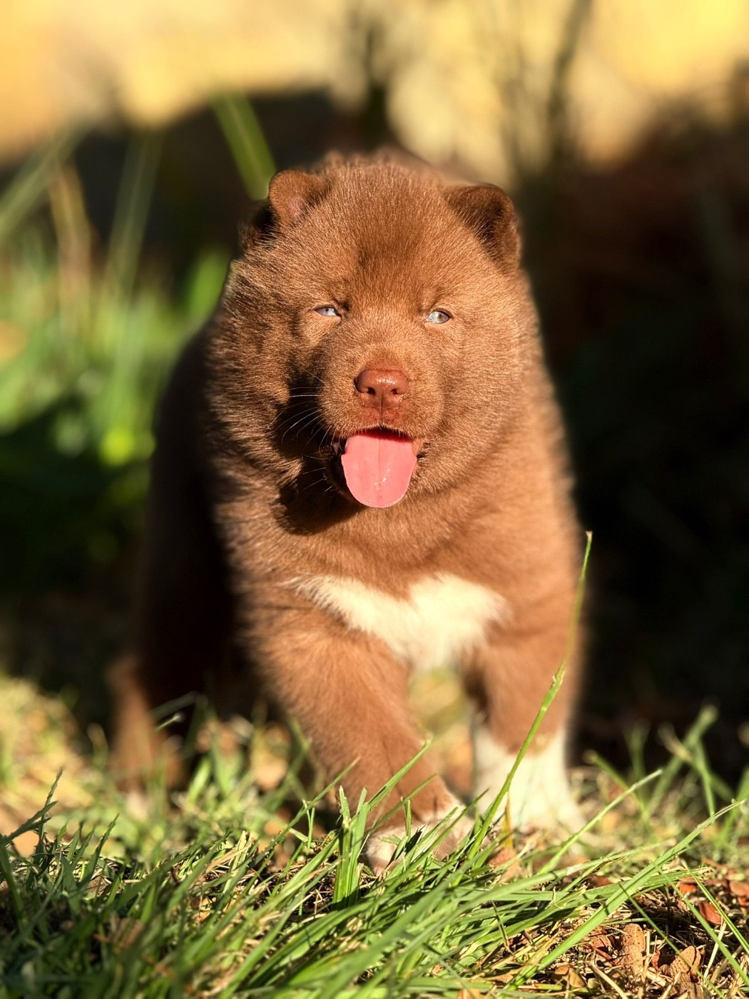 Autumn legend dream de la valse enneigée