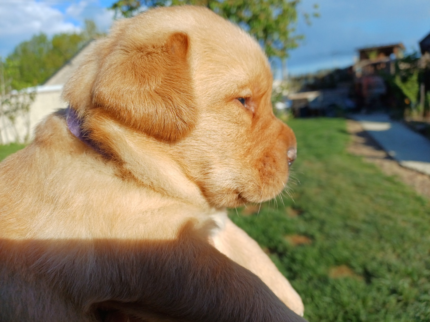 Baïko