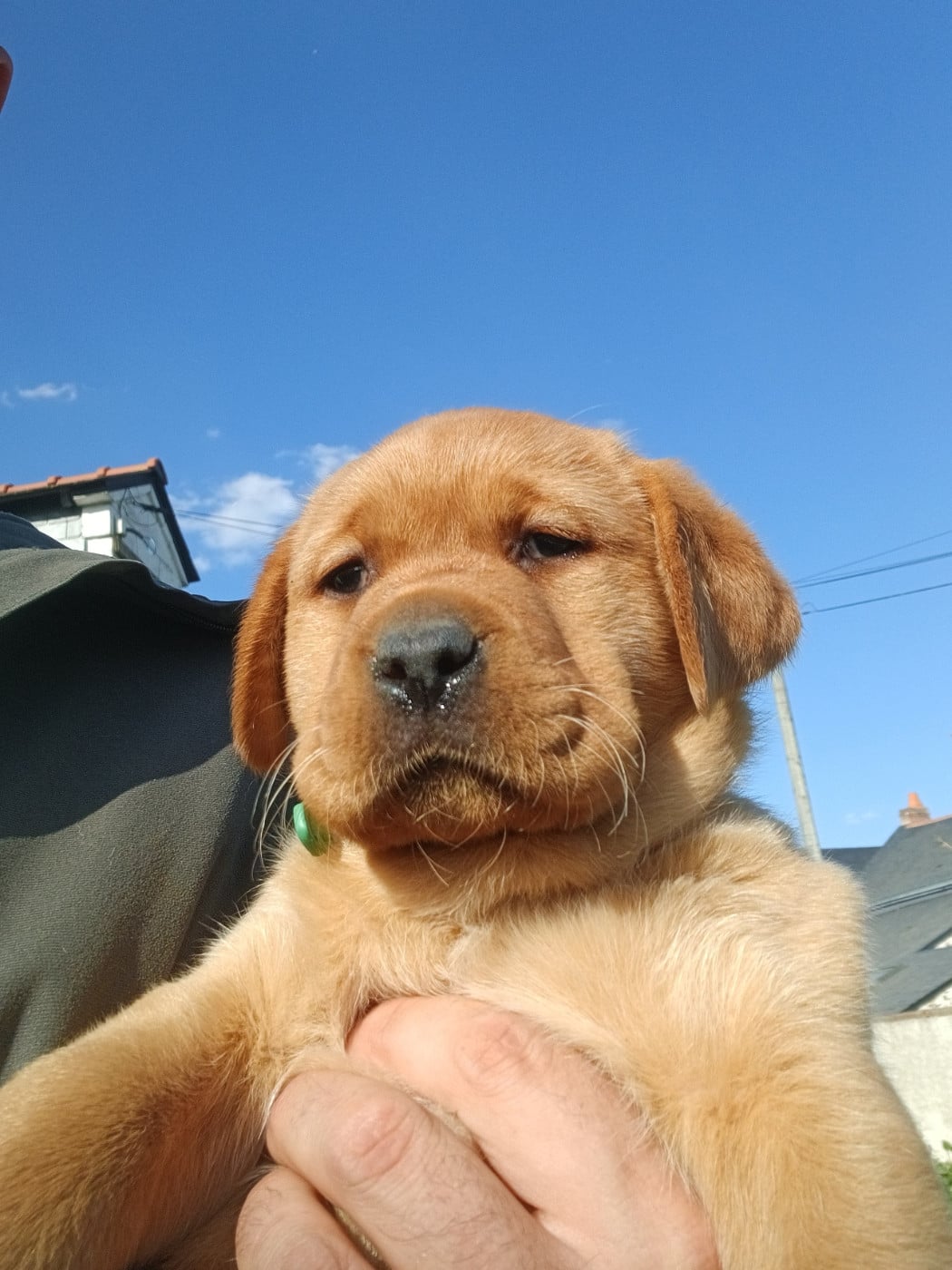 Bella