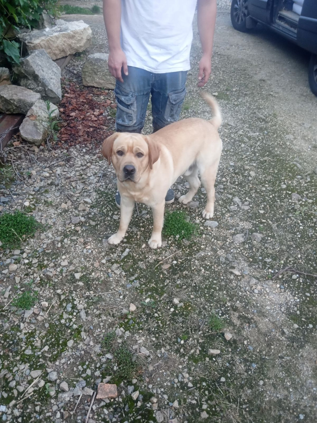 Tommy des Bords de l'Aubance