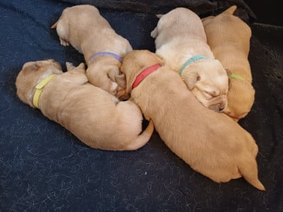 Les chiots de Labrador Retriever