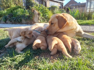 Les chiots de Labrador Retriever