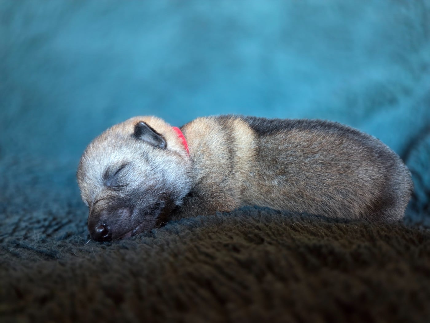 collier rouge - Chien-loup tchecoslovaque